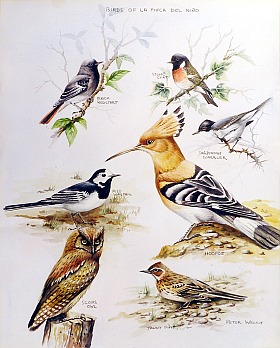 Painting of Birds of Finca del Ni�o en Andalusia by Peter Welch