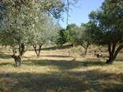 Relaxing in the old olive groves